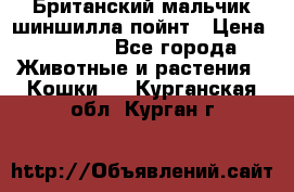 Британский мальчик шиншилла-пойнт › Цена ­ 5 000 - Все города Животные и растения » Кошки   . Курганская обл.,Курган г.